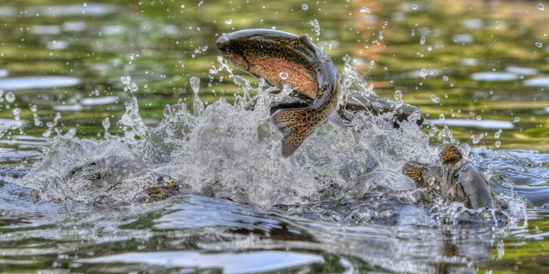 Friends of the Hatchery Dinner Meeting and Fundraiser